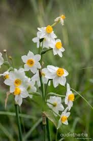 Narcissus tazetta flower6.jpg